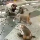 The beginning of the random chimp event