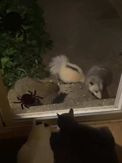 Name our band, yo