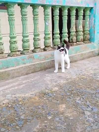 Ninja cat