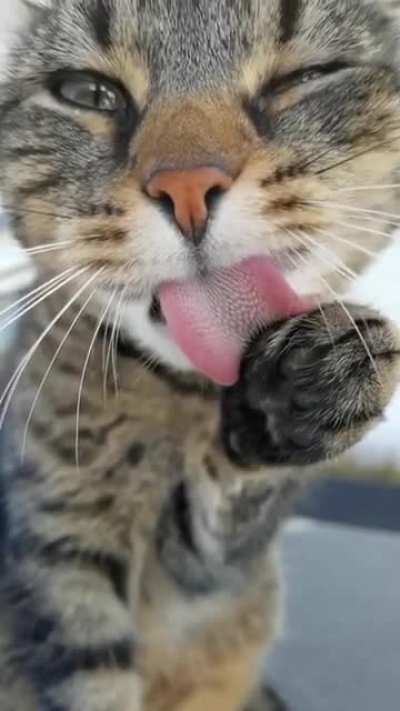 Милота
