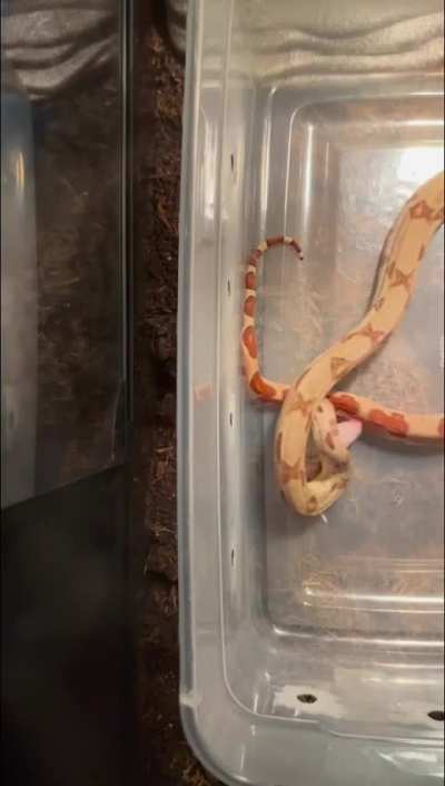 Boa feeding (slo mo)