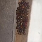 I love ladybugs