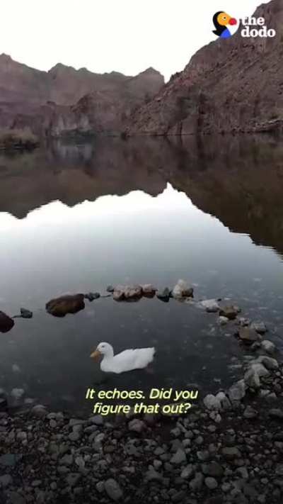 Duck Love, Watch this abandoned duck try so hard to impress her human family by finally standing up on her own.
