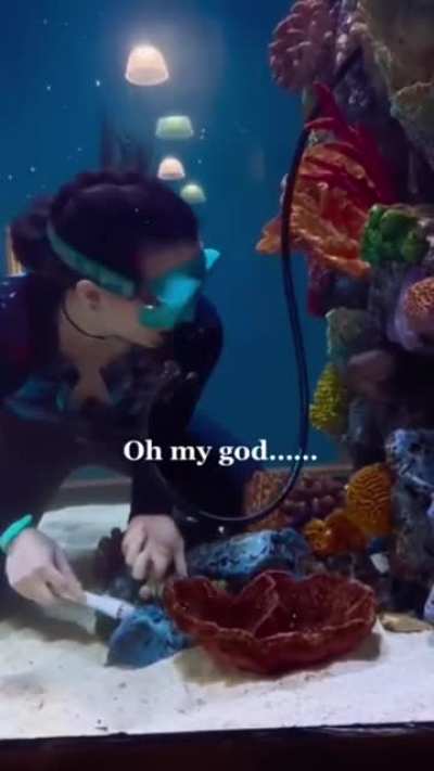 OMG! A career as an Octopus companion! #goals