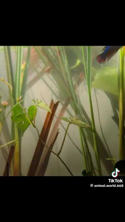 I thought everyone would enjoy this! Found on TikTok. 