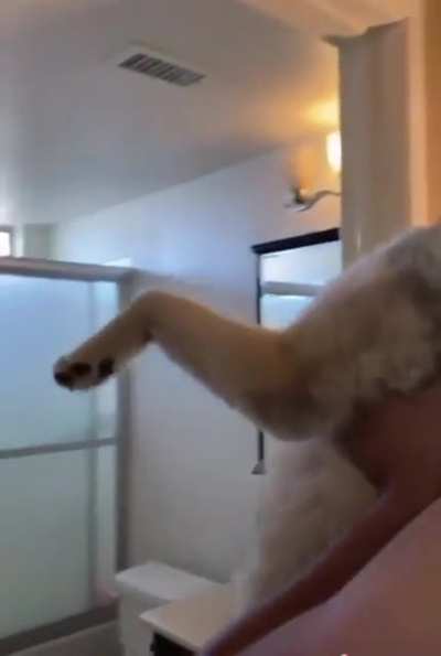 Doggo Bath