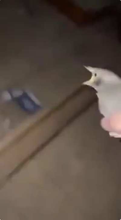 bird goes :V
