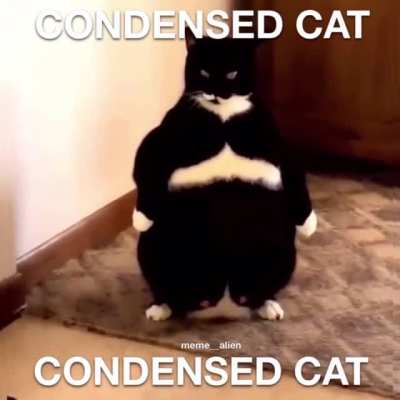 Condensed cat