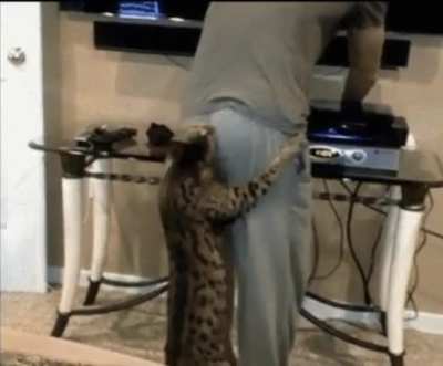 Yoooo wtf Kitty 😹😹😹😹