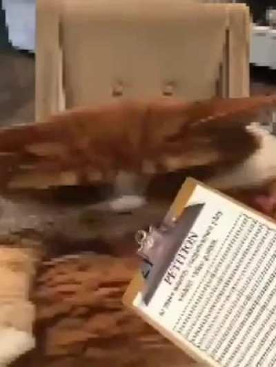 Meoew