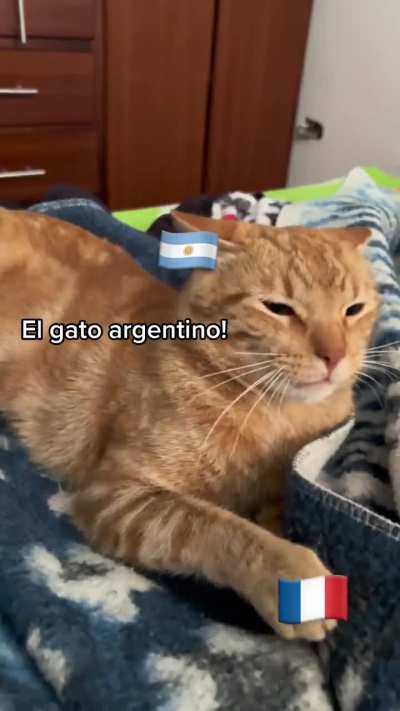El gato argentino no existe:
