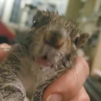 easily impressed squirrel