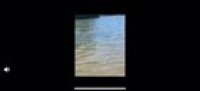 Since when can snakes swim