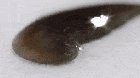 Flatworms can grow a whole body from a fragment after being chopped!!