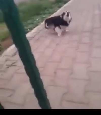 What the dog doin'