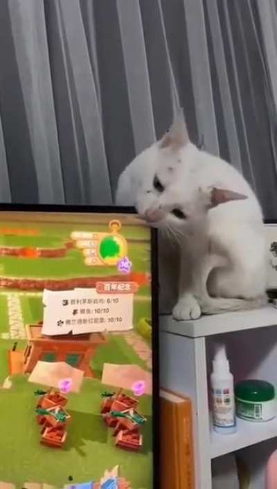 Cómo hacer. Cómo hacer genocidio de gatos sin ser capturado buscar