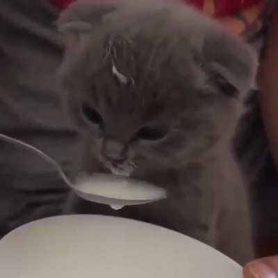 slurp! slurp!