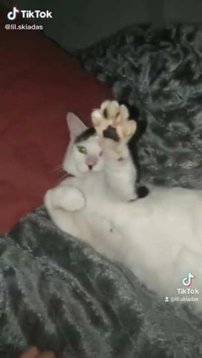 Croatian cat?