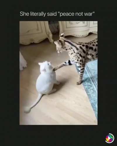 Cat Moment!