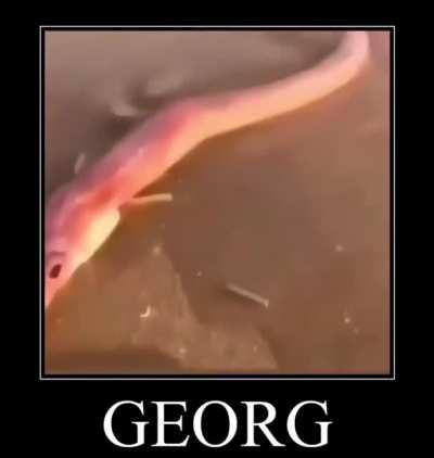 Someone sent this to me today and I can’t get it out of my head, what fish it it? Is it fake or mutated or something?