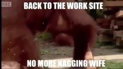 Apes rule