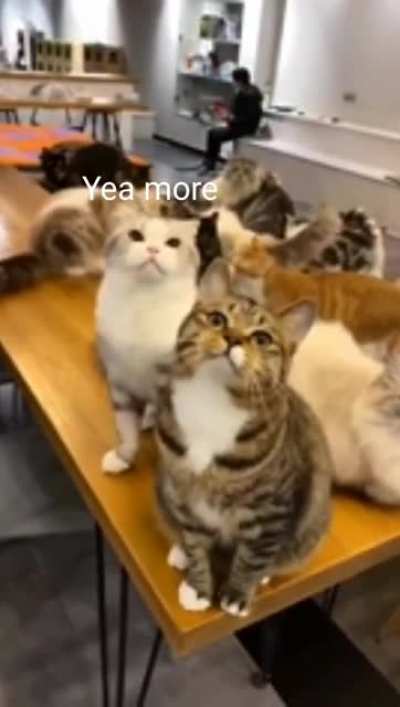 The cat union rep has spoken