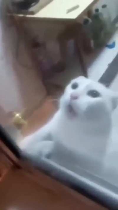 Cat said fuck that