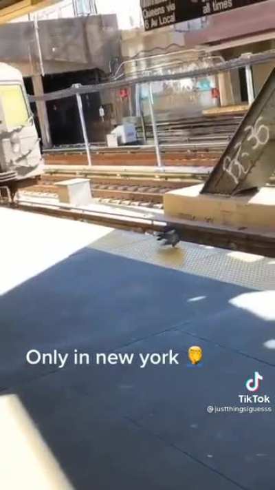 pigeons Force pigeon to kill itself