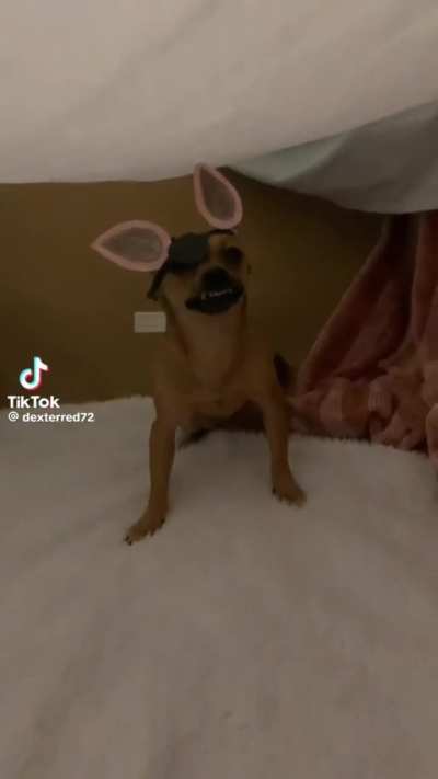 Foxy