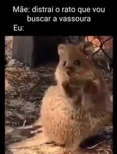 🐭