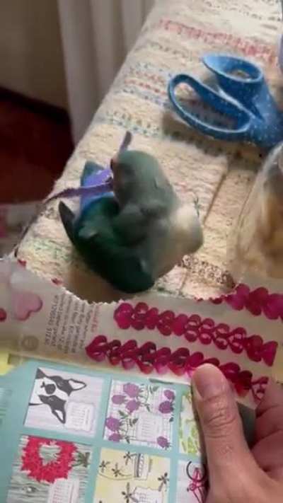 This lovebird cuts colorful strips of paper and tucks them into his tail like decorative feathers