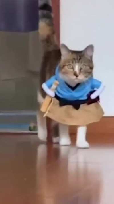 Literally Cat Walk
