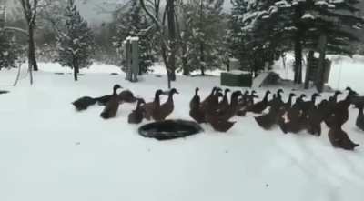 Ducks be like...