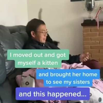 All dads are cat lovers, they just don't know it yet