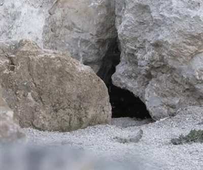 Pallas's cat discovers 
