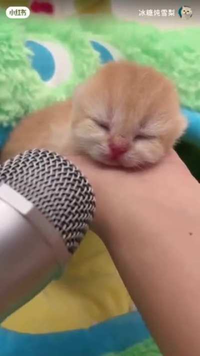 Smol Criminal Snoring zzZ