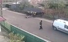 Dunyada izledigim en garip video