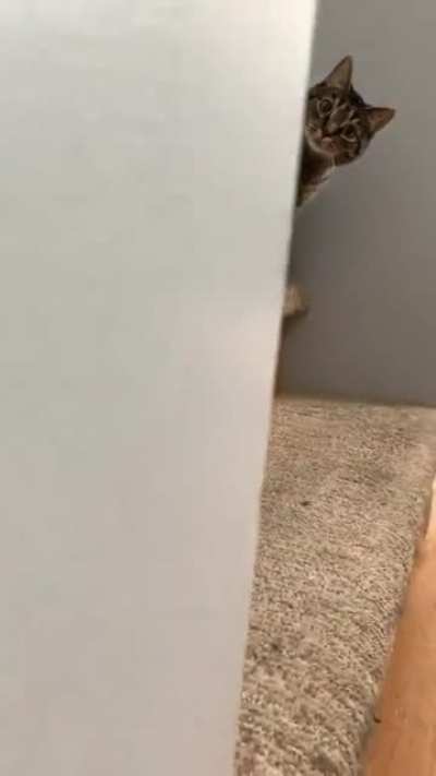 Stalker