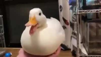 ducc