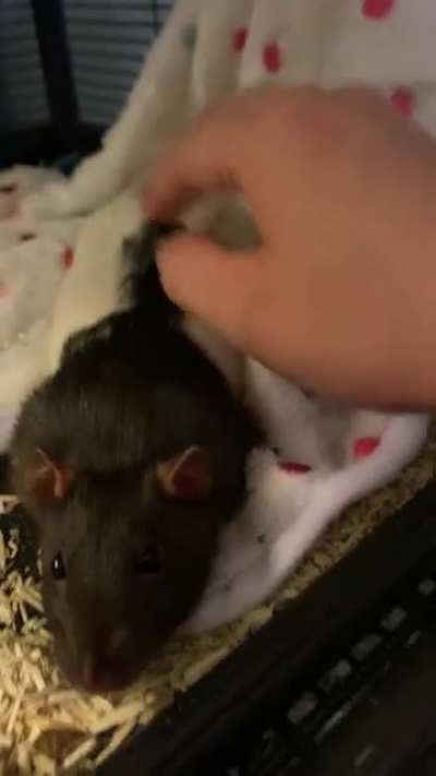 sweet pets for a sweet Lu and Rem