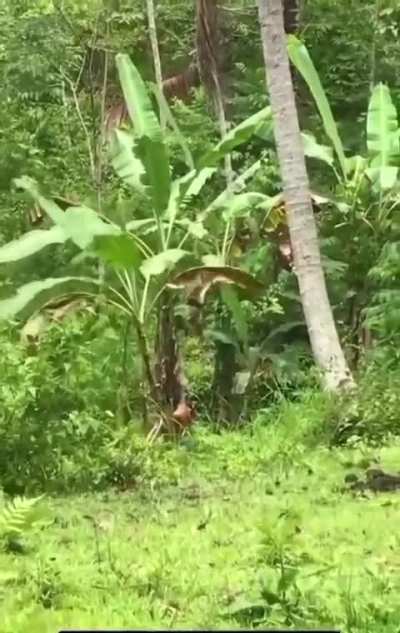 walang awang bisaya