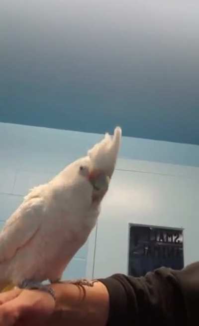 Birb