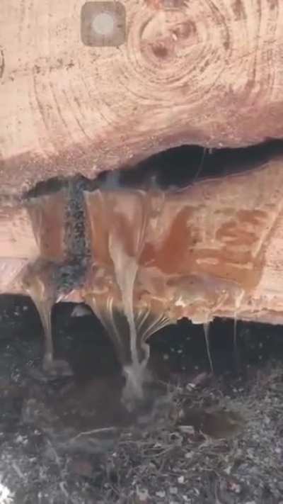 An eastern white pine tree & sap