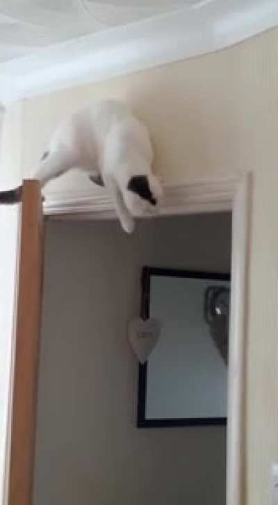 Door vs cat