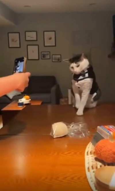 My cat model people need me