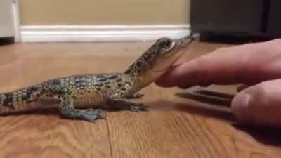 Adorable croco