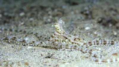 Mimic Octopus