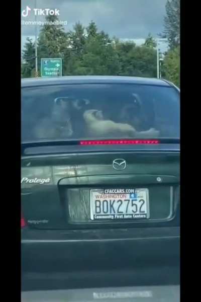 When i see a cat :)