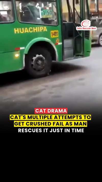 Cat Drama
