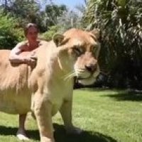Absolute Kitty Unit